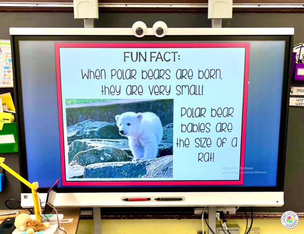 Interactive whiteboard displaying a fun fact about polar bears for a digital learning activity.